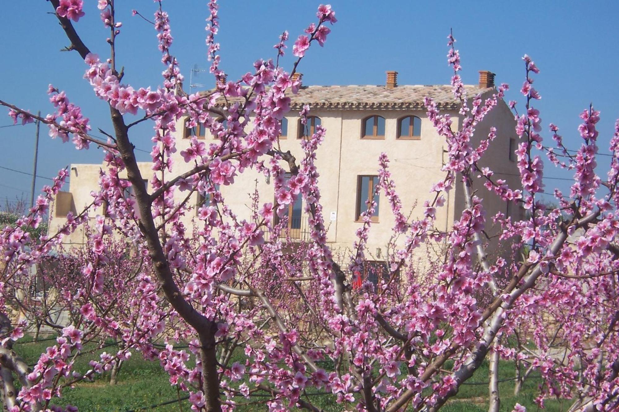 Mas Taniet Hotel Rural Benissanet 外观 照片